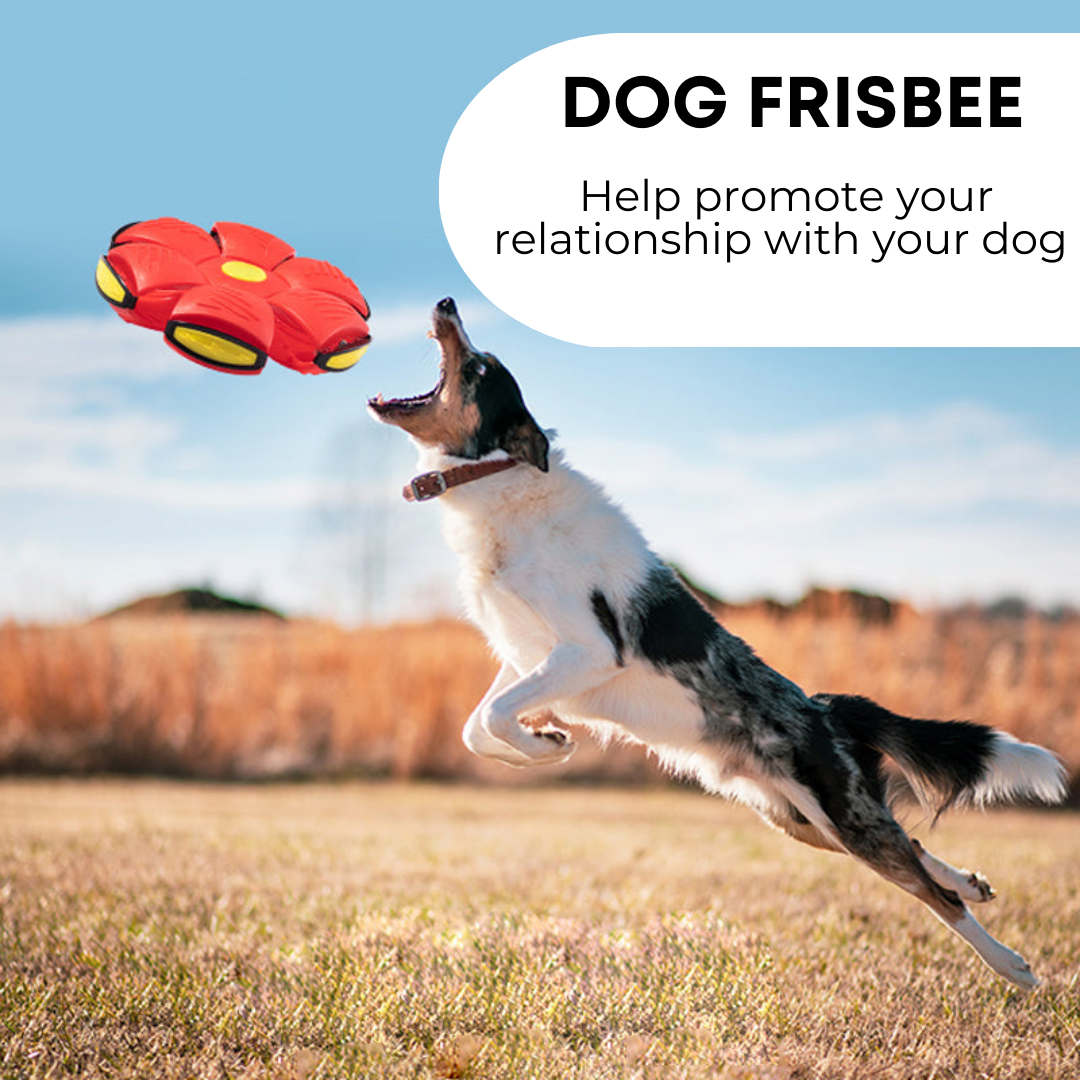 Dog Frisbee – Durable Flying Disc Toy for Pets | Fuzzle Pet Store
